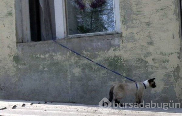 Tembellikte son nokta