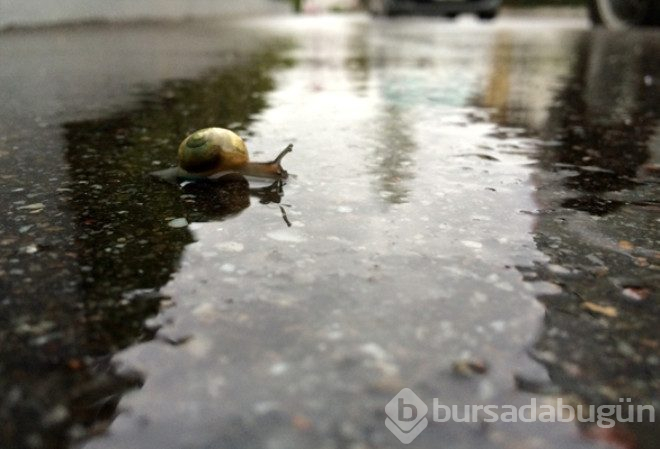 Salyangozlar yağmur yağdığında neden birden ortaya çıkar?