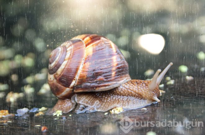 Salyangozlar yağmur yağdığında neden birden ortaya çıkar?
