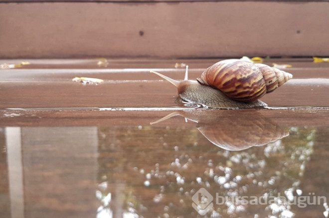 Salyangozlar yağmur yağdığında neden birden ortaya çıkar?
