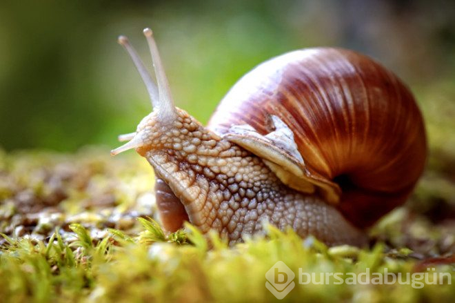 Salyangozlar yağmur yağdığında neden birden ortaya çıkar?