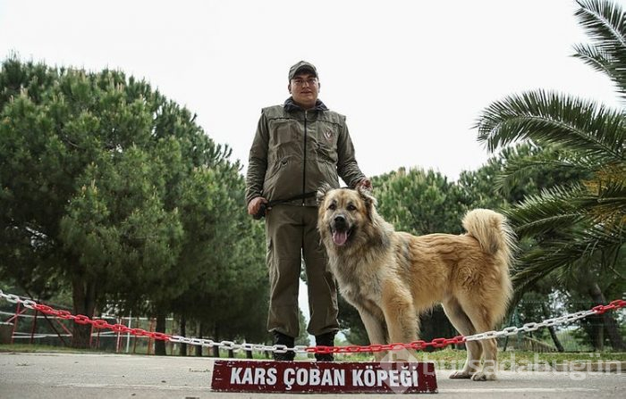 "Keskin burunlar" Mehmetçik'i hain tuzaklardan kurtardı