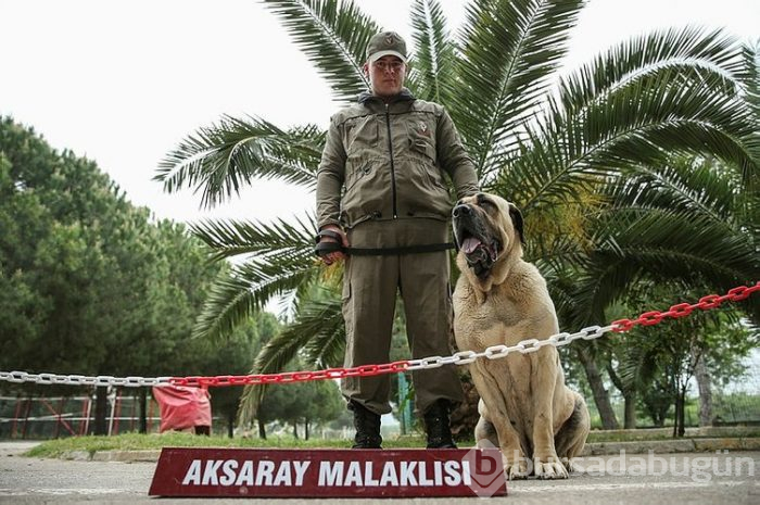 "Keskin burunlar" Mehmetçik'i hain tuzaklardan kurtardı