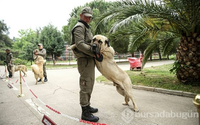 "Keskin burunlar" Mehmetçik'i hain tuzaklardan kurtardı