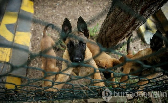 "Keskin burunlar" Mehmetçik'i hain tuzaklardan kurtardı