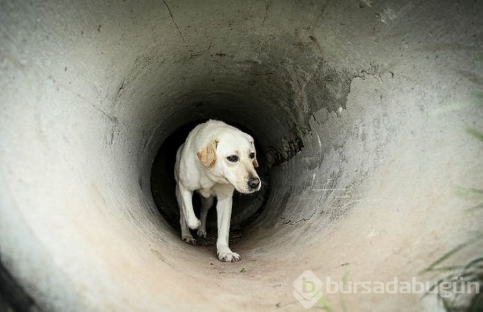 "Keskin burunlar" Mehmetçik'i hain tuzaklardan kurtardı