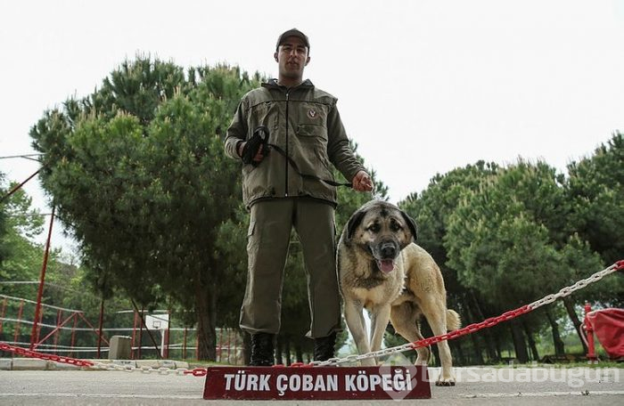"Keskin burunlar" Mehmetçik'i hain tuzaklardan kurtardı