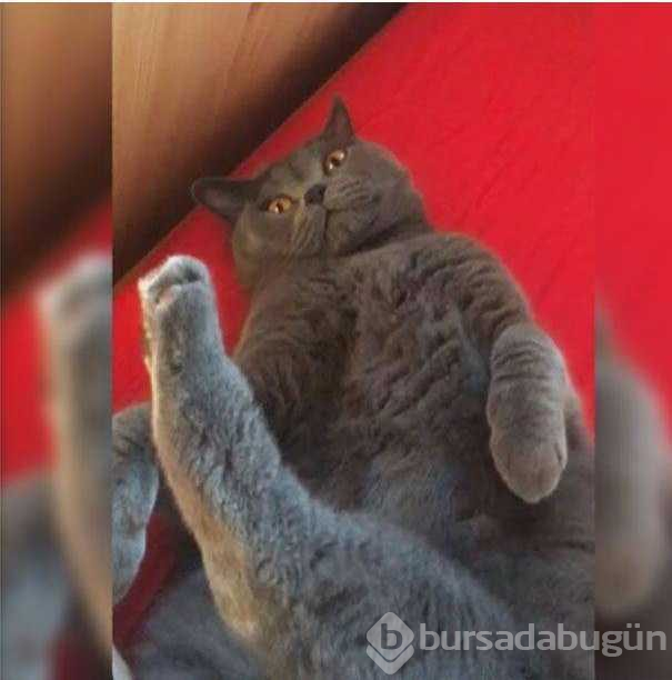 Sosyal medyayı sallayan komik kedilerin çizimleri