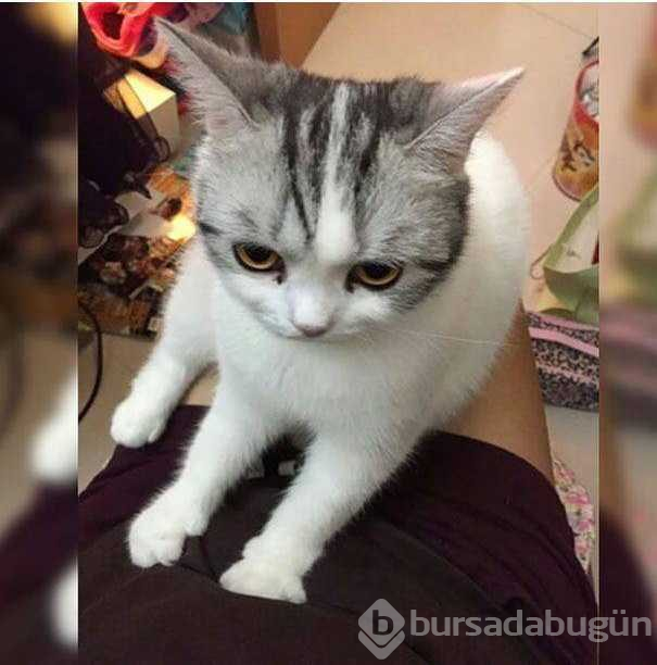 Sosyal medyayı sallayan komik kedilerin çizimleri
