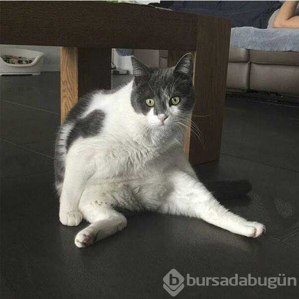 Sosyal medyayı sallayan komik kedilerin çizimleri