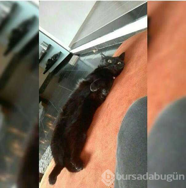 Sosyal medyayı sallayan komik kedilerin çizimleri