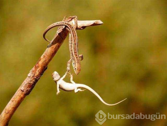 Günün en çok paylaşılan fotoğrafları
