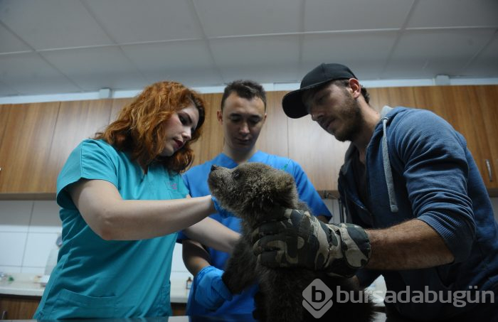 Bursa'da 3 yavru ayıya mikro cip takıldı