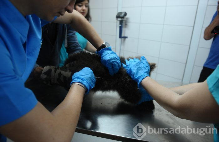 Bursa'da 3 yavru ayıya mikro cip takıldı