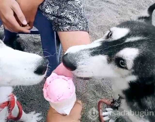 insanlık ölmemiş dedirten kareler