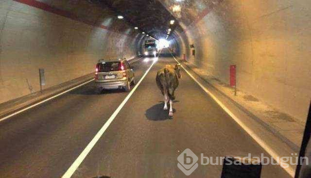 Günün en çok paylaşılan fotoğrafları

