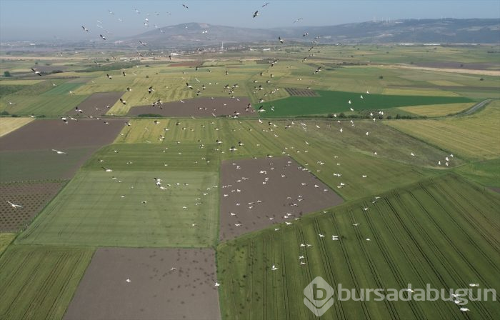 Bursa'da "Ak pelikanların dansı" gökyüzünü renklendirdi 