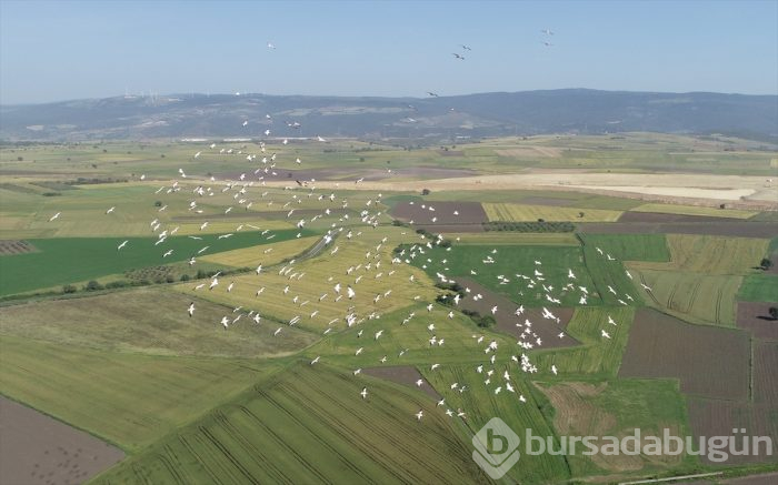 Bursa'da "Ak pelikanların dansı" gökyüzünü renklendirdi 