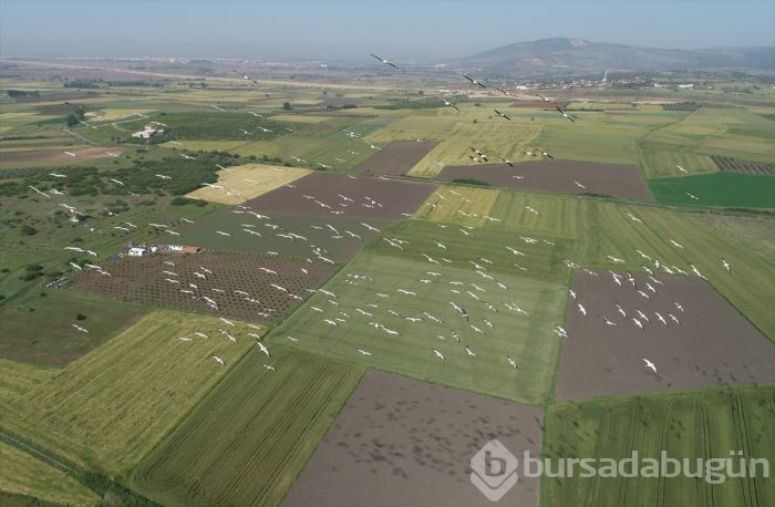 Bursa'da "Ak pelikanların dansı" gökyüzünü renklendirdi 