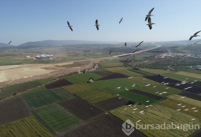 Bursa'da "Ak pelikanların dansı" gökyüzünü renklendirdi 
