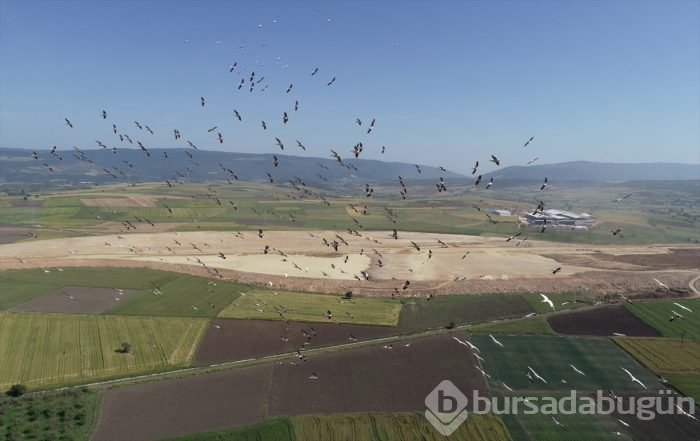 Bursa'da "Ak pelikanların dansı" gökyüzünü renklendirdi 