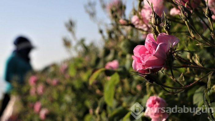 Turistlerin yeni gözdesi: Isparta gül bahçeleri
