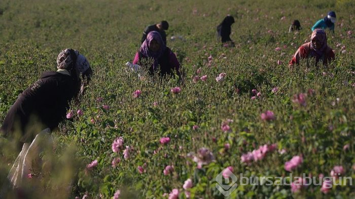 Turistlerin yeni gözdesi: Isparta gül bahçeleri