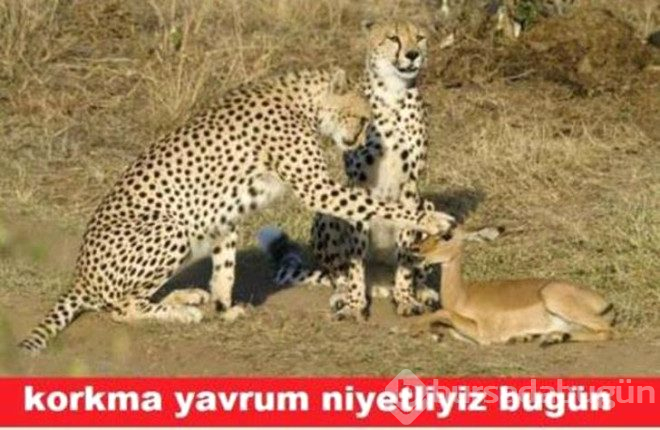 Güldüren ramazan capsleri