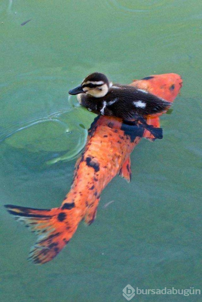 Günün en çok paylaşılan fotoğrafları
