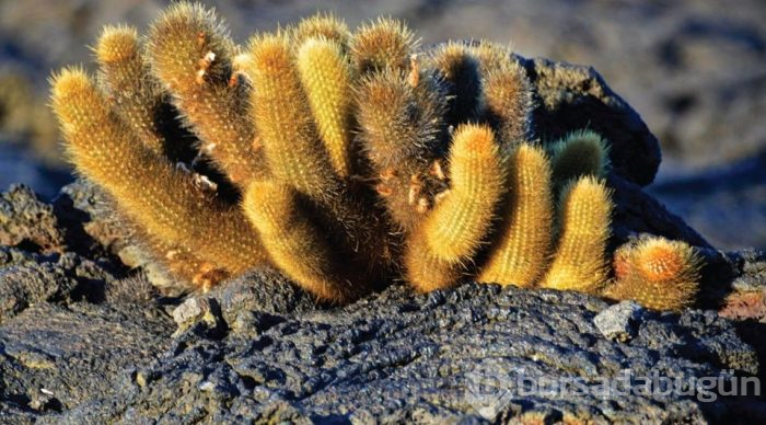 Fantastik bir dünya: Galapagos Adaları