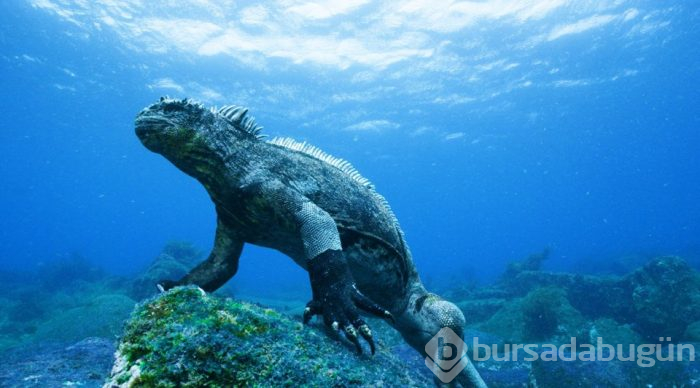 Fantastik bir dünya: Galapagos Adaları