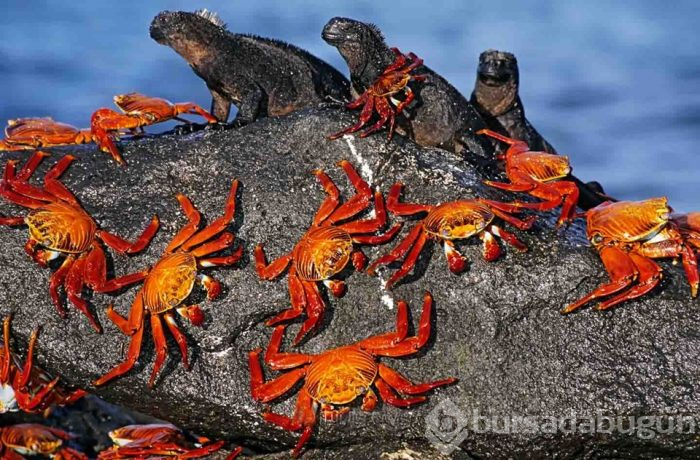 Fantastik bir dünya: Galapagos Adaları