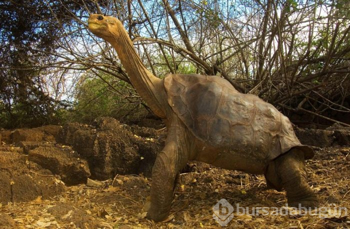 Fantastik bir dünya: Galapagos Adaları