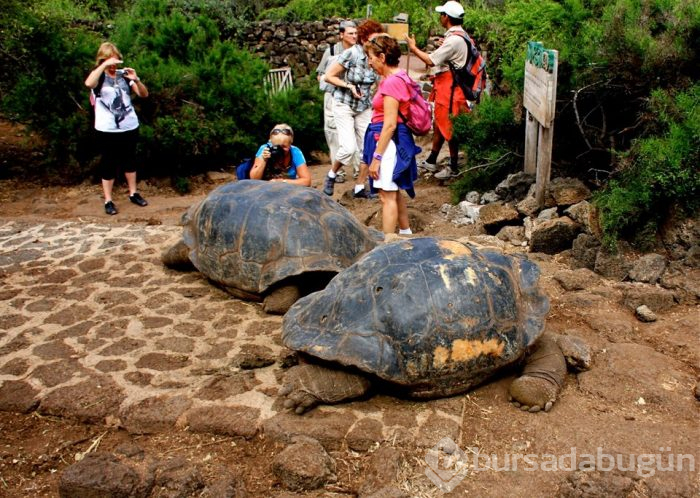 Fantastik bir dünya: Galapagos Adaları
