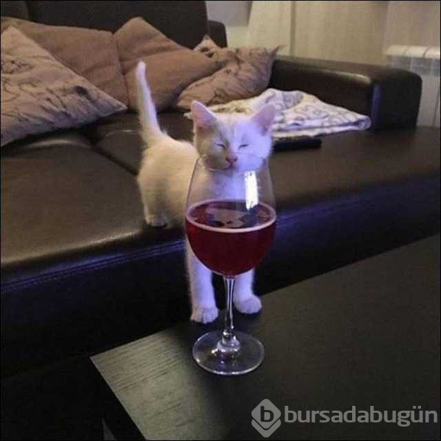 Günün en çok paylaşılan fotoğrafları
