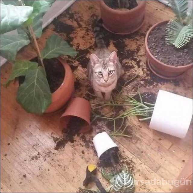 Günün en çok paylaşılan fotoğrafları
