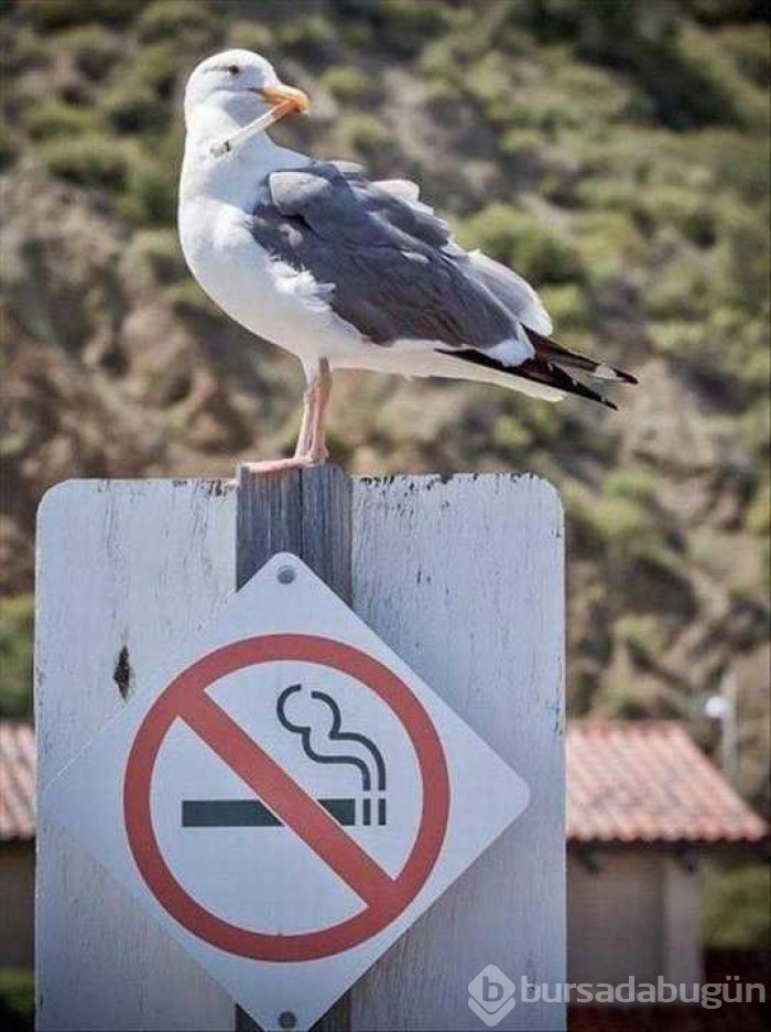 Günün en çok paylaşılan fotoğrafları
