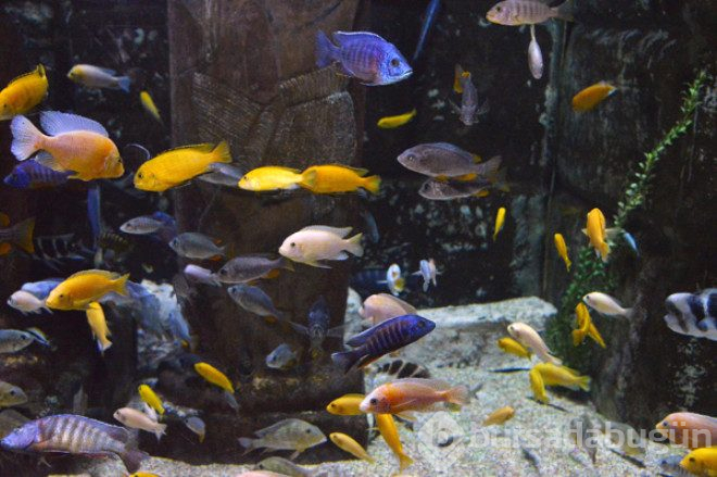 Dünyanın en zehirli kurbağası Antalya'da 