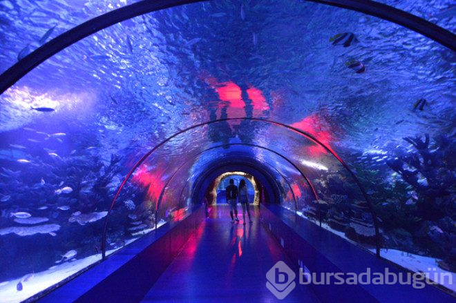 Dünyanın en zehirli kurbağası Antalya'da 
