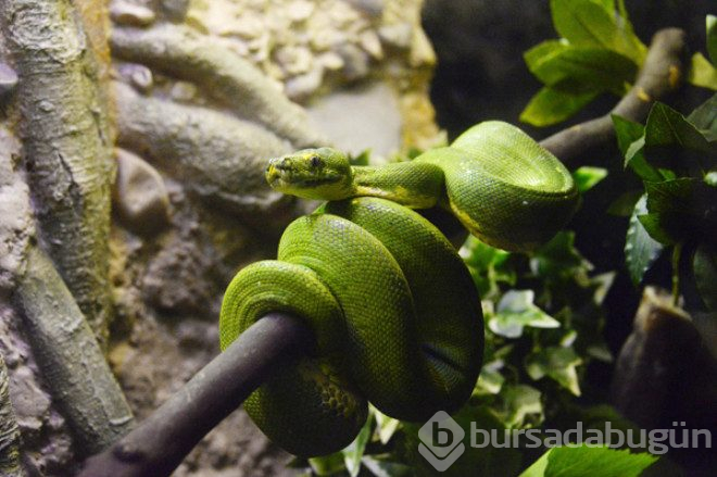 Dünyanın en zehirli kurbağası Antalya'da 