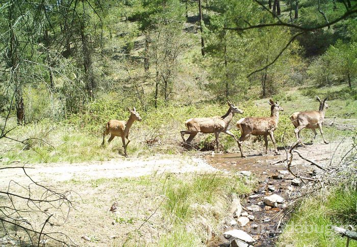 Bursa'da yaban hayatını foto kapan ve kamerayla görüntüledi