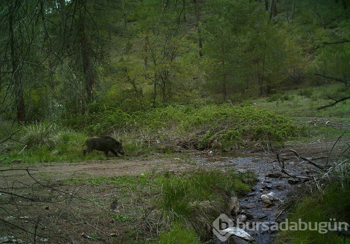 Bursa'da yaban hayatını foto kapan ve kamerayla görüntüledi