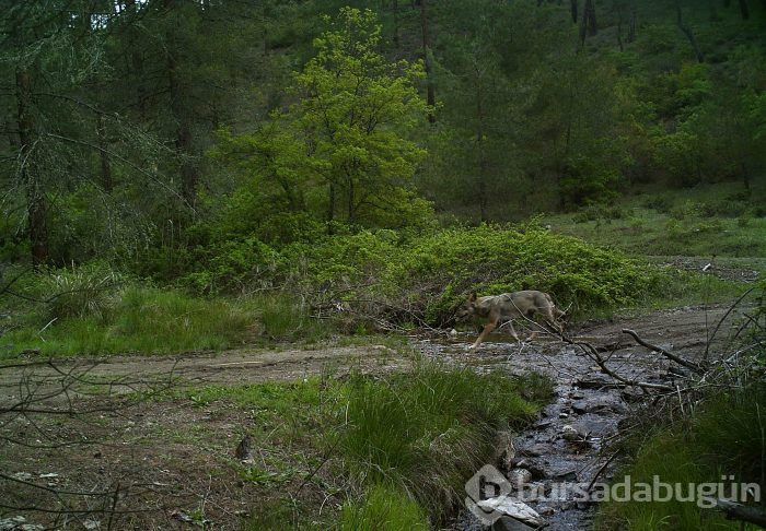 Bursa'da yaban hayatını foto kapan ve kamerayla görüntüledi