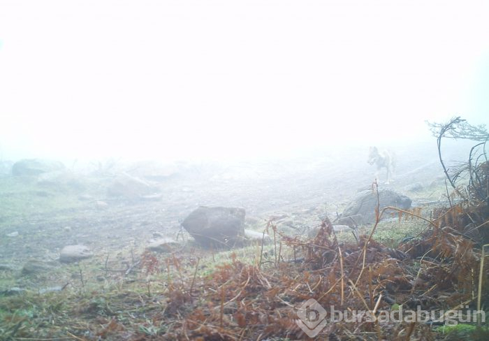 Bursa'da yaban hayatını foto kapan ve kamerayla görüntüledi