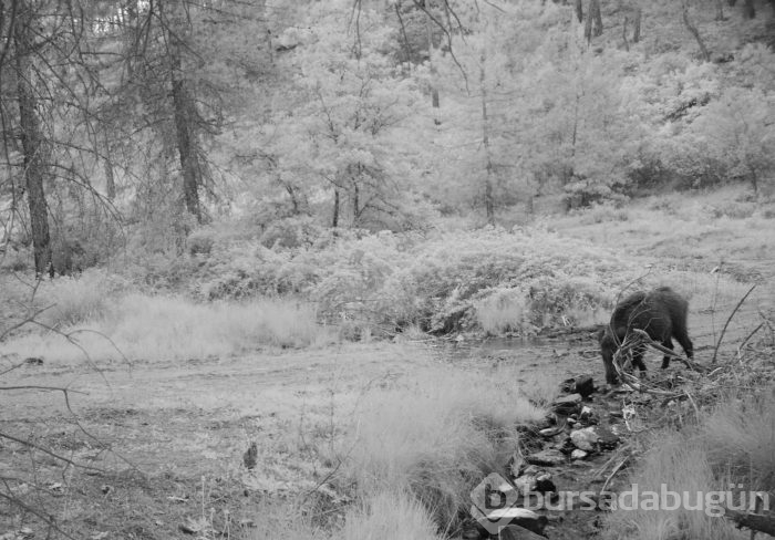 Bursa'da yaban hayatını foto kapan ve kamerayla görüntüledi