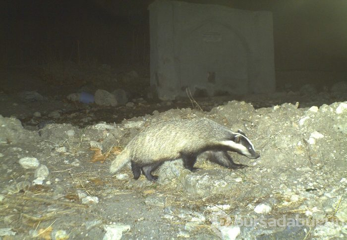 Bursa'da yaban hayatını foto kapan ve kamerayla görüntüledi