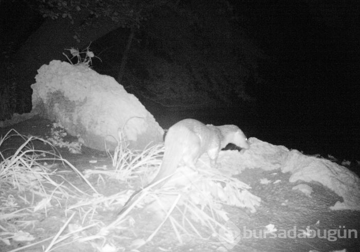 Bursa'da yaban hayatını foto kapan ve kamerayla görüntüledi