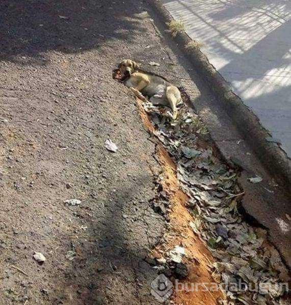 Günün en çok paylaşılan fotoğrafları