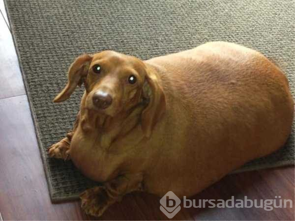 Kilolarıyla fenomen olan köpekler