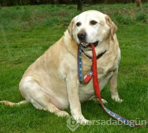 Kilolarıyla fenomen olan köpekler